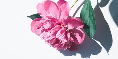 Beautiful Seasonal Flowers Banner